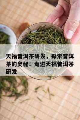 天福普洱茶研发，探索普洱茶的奥秘：走进天福普洱茶研发