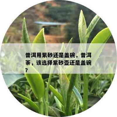 普洱用紫砂还是盖碗，普洱茶，该选择紫砂壶还是盖碗？