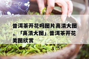 普洱茶开花吗图片高清大图，「高清大图」普洱茶开花美图欣赏