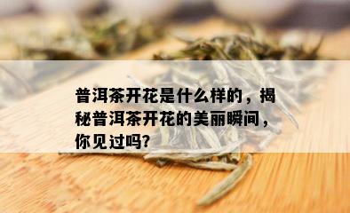 普洱茶开花是什么样的，揭秘普洱茶开花的美丽瞬间，你见过吗？