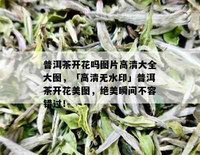 普洱茶开花吗图片高清大全大图，「高清无水印」普洱茶开花美图，绝美瞬间不容错过！