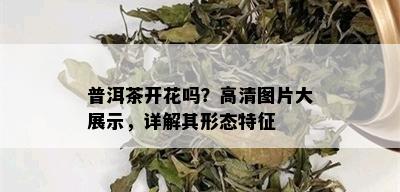 普洱茶开花吗？高清图片大展示，详解其形态特征