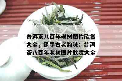 普洱茶八百年老树图片欣赏大全，探寻古老韵味：普洱茶八百年老树图片欣赏大全