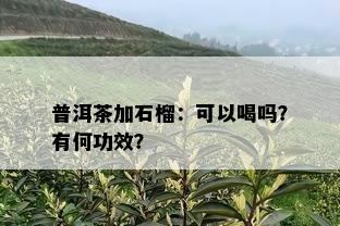 普洱茶加石榴：可以喝吗？有何功效？