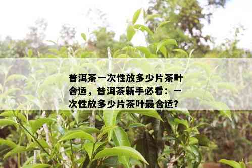 普洱茶一次性放多少片茶叶合适，普洱茶新手必看：一次性放多少片茶叶最合适？