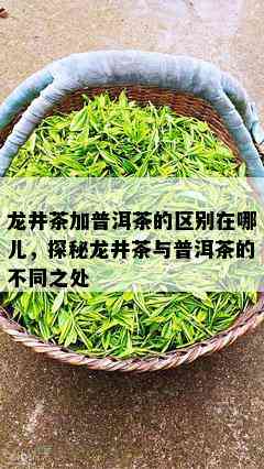 龙井茶加普洱茶的区别在哪儿，探秘龙井茶与普洱茶的不同之处