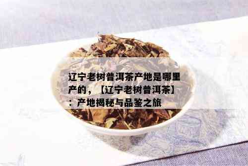 辽宁老树普洱茶产地是哪里产的，【辽宁老树普洱茶】：产地揭秘与品鉴之旅