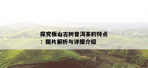 探究板山古树普洱茶的特点：图片解析与详细介绍