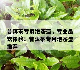 普洱茶专用泡茶壶，专业品饮体验：普洱茶专用泡茶壶推荐