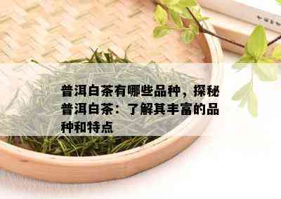 普洱白茶有哪些品种，探秘普洱白茶：了解其丰富的品种和特点