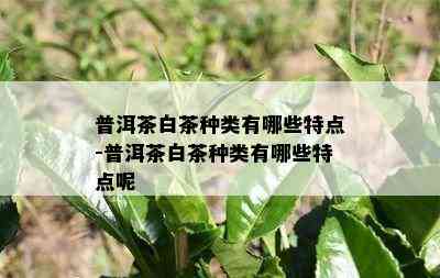 普洱茶白茶种类有哪些特点-普洱茶白茶种类有哪些特点呢