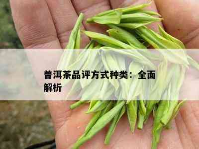 普洱茶品评方式种类：全面解析