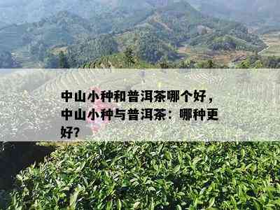 中山小种和普洱茶哪个好，中山小种与普洱茶：哪种更好？