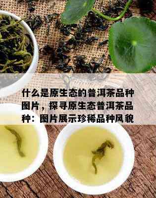 什么是原生态的普洱茶品种图片，探寻原生态普洱茶品种：图片展示珍稀品种风貌