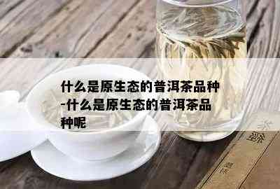 什么是原生态的普洱茶品种-什么是原生态的普洱茶品种呢