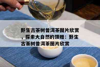 野生古茶树普洱茶图片欣赏，探索大自然的馈赠：野生古茶树普洱茶图片欣赏