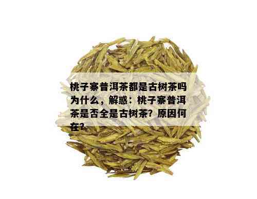 桃子寨普洱茶都是古树茶吗为什么，解惑：桃子寨普洱茶是否全是古树茶？原因何在？