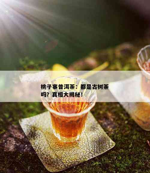 桃子寨普洱茶：都是古树茶吗？真相大揭秘！