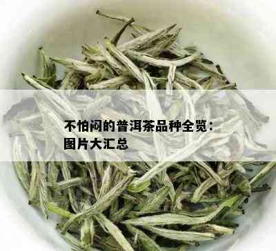 不怕闷的普洱茶品种全览：图片大汇总