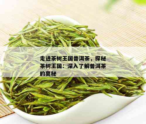 走进茶树王国普洱茶，探秘茶树王国：深入了解普洱茶的奥秘