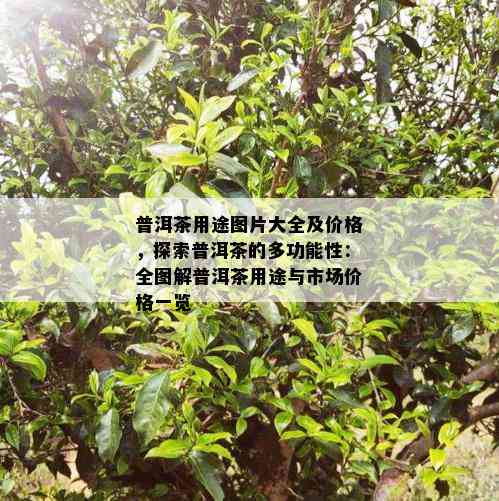 普洱茶用途图片大全及价格，探索普洱茶的多功能性：全图解普洱茶用途与市场价格一览