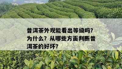 普洱茶外观能看出等级吗？为什么？从哪些方面判断普洱茶的好坏？