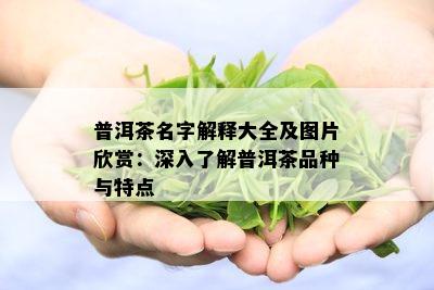 普洱茶名字解释大全及图片欣赏：深入了解普洱茶品种与特点