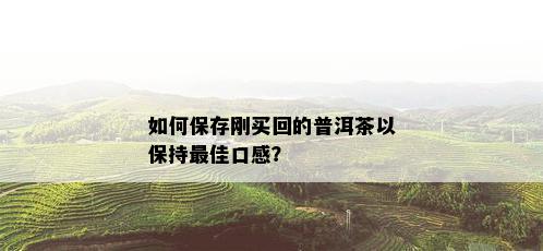 如何保存刚买回的普洱茶以保持更佳口感？