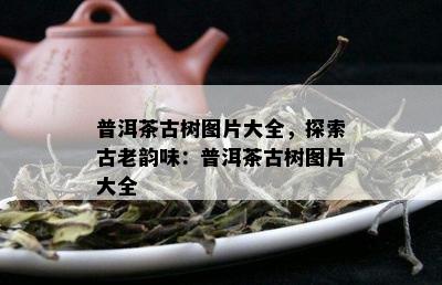 普洱茶古树图片大全，探索古老韵味：普洱茶古树图片大全