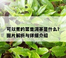 可以煮的菜普洱茶是什么？图片解析与详细介绍