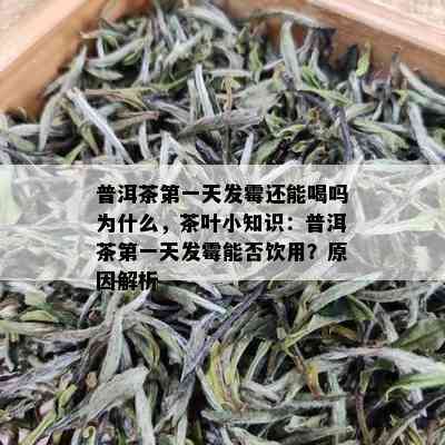 普洱茶之一天发霉还能喝吗为什么，茶叶小知识：普洱茶之一天发霉能否饮用？原因解析