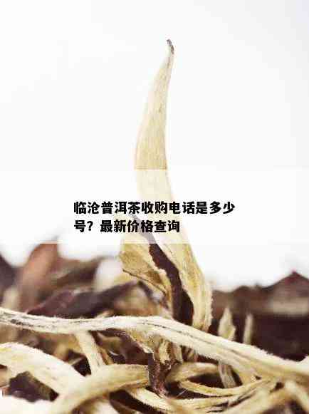 临沧普洱茶收购电话是多少号？最新价格查询