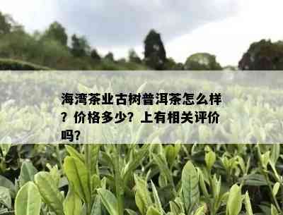 海湾茶业古树普洱茶怎么样？价格多少？上有相关评价吗？