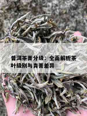 普洱茶菁分级：全面解析茶叶级别与青菁差异