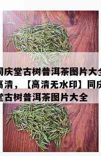 同庆堂古树普洱茶图片大全高清，【高清无水印】同庆堂古树普洱茶图片大全