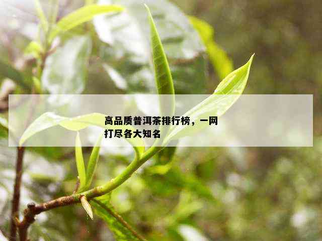 高品质普洱茶排行榜，一网打尽各大知名