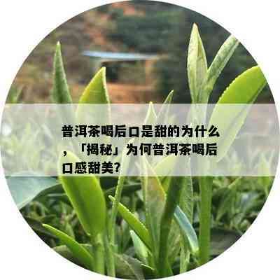 普洱茶喝后口是甜的为什么，「揭秘」为何普洱茶喝后口感甜美？