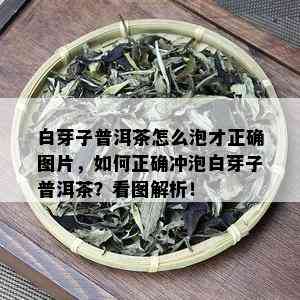 白芽子普洱茶怎么泡才正确图片，如何正确冲泡白芽子普洱茶？看图解析！