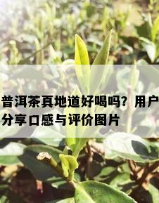 普洱茶真地道好喝吗？用户分享口感与评价图片