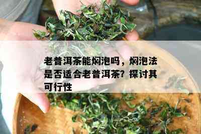 老普洱茶能焖泡吗，焖泡法是否适合老普洱茶？探讨其可行性