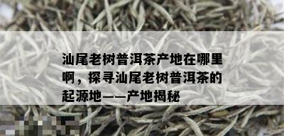 汕尾老树普洱茶产地在哪里啊，探寻汕尾老树普洱茶的起源地——产地揭秘