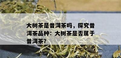 大树茶是普洱茶吗，探究普洱茶品种：大树茶是否属于普洱茶？