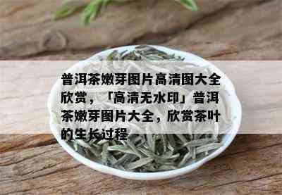 普洱茶嫩芽图片高清图大全欣赏，「高清无水印」普洱茶嫩芽图片大全，欣赏茶叶的生长过程