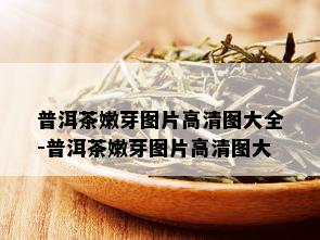 普洱茶嫩芽图片高清图大全-普洱茶嫩芽图片高清图大