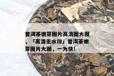 普洱茶嫩芽图片高清图大图，「高清无水印」普洱茶嫩芽图片大图，一为快！