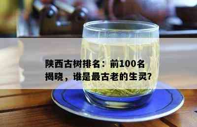 陕西古树排名：前100名揭晓，谁是最古老的生灵？