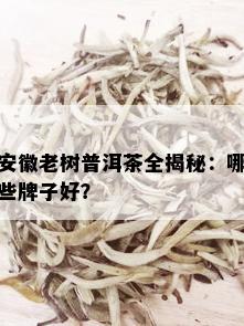 安徽老树普洱茶全揭秘：哪些牌子好？