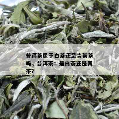 普洱茶属于白茶还是青茶茶吗，普洱茶：是白茶还是青茶？