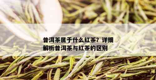 普洱茶属于什么红茶？详细解析普洱茶与红茶的区别