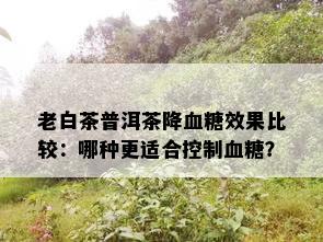 老白茶普洱茶降血糖效果比较：哪种更适合控制血糖？